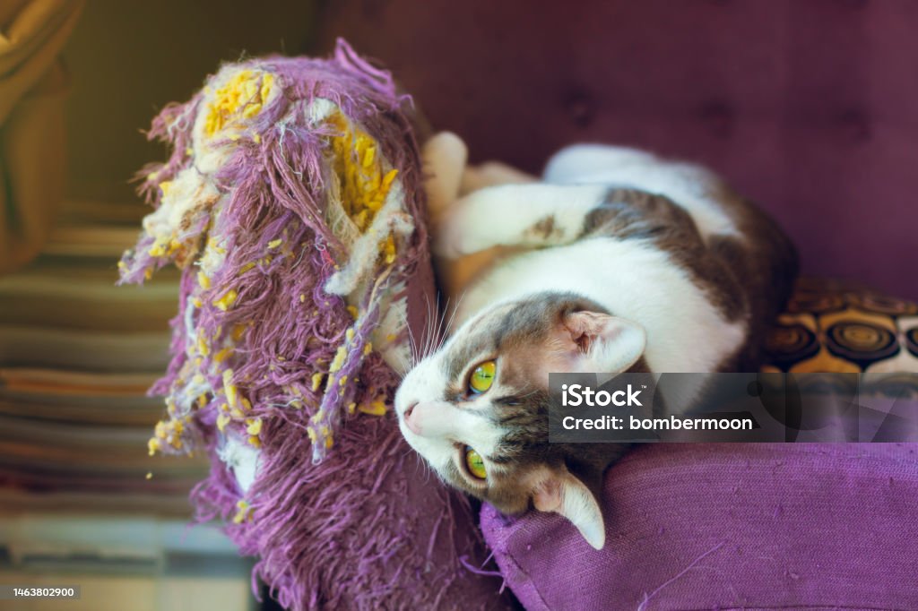 porque-os-gatos-arranham-as-coisas