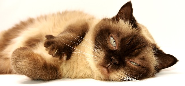 como-saber-se-o-gato-esta-com-dor