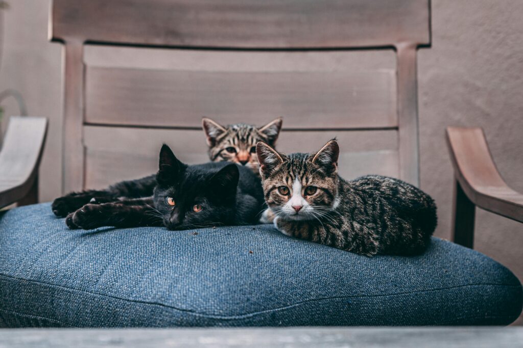 porque-os-gatos-ficam-em-lugares-improvaveis