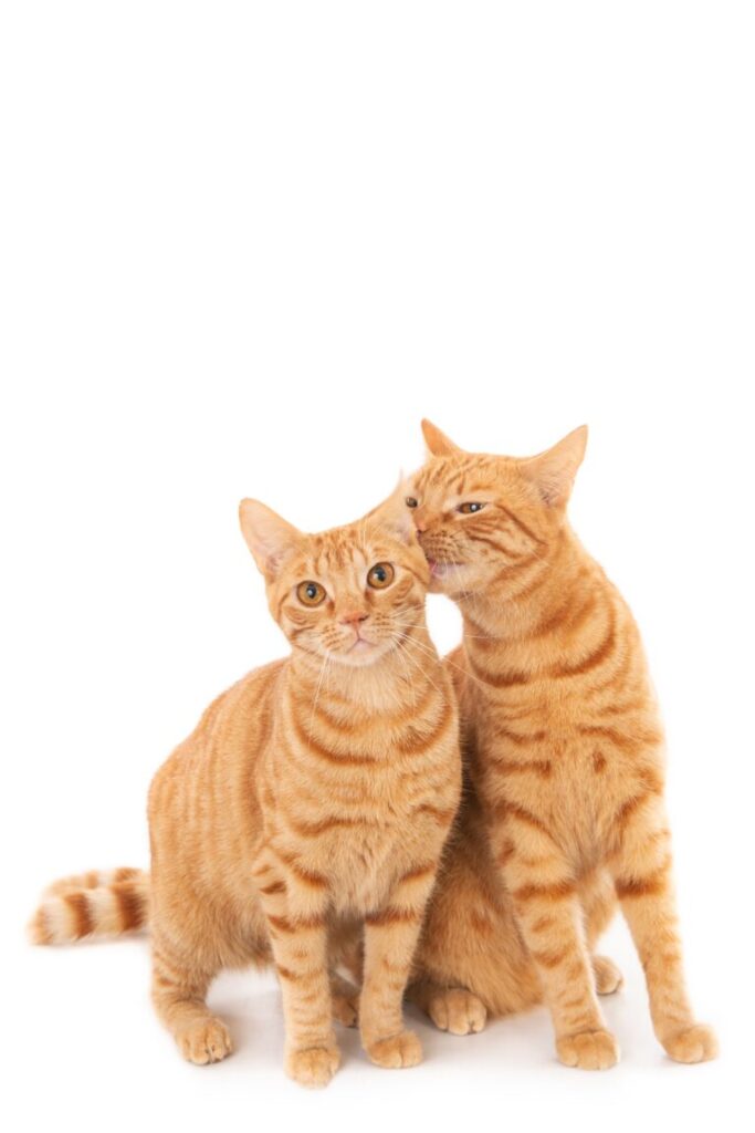 raças-de-gato-exóticas
