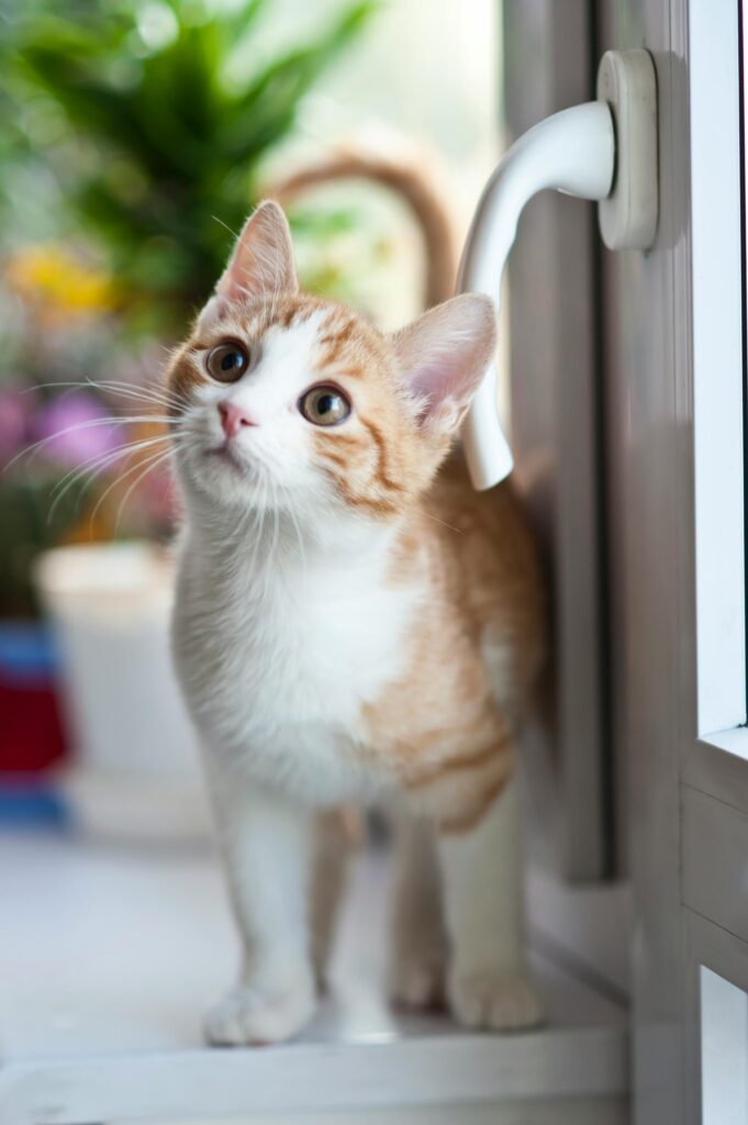 filhote-de-gato-hiperativo