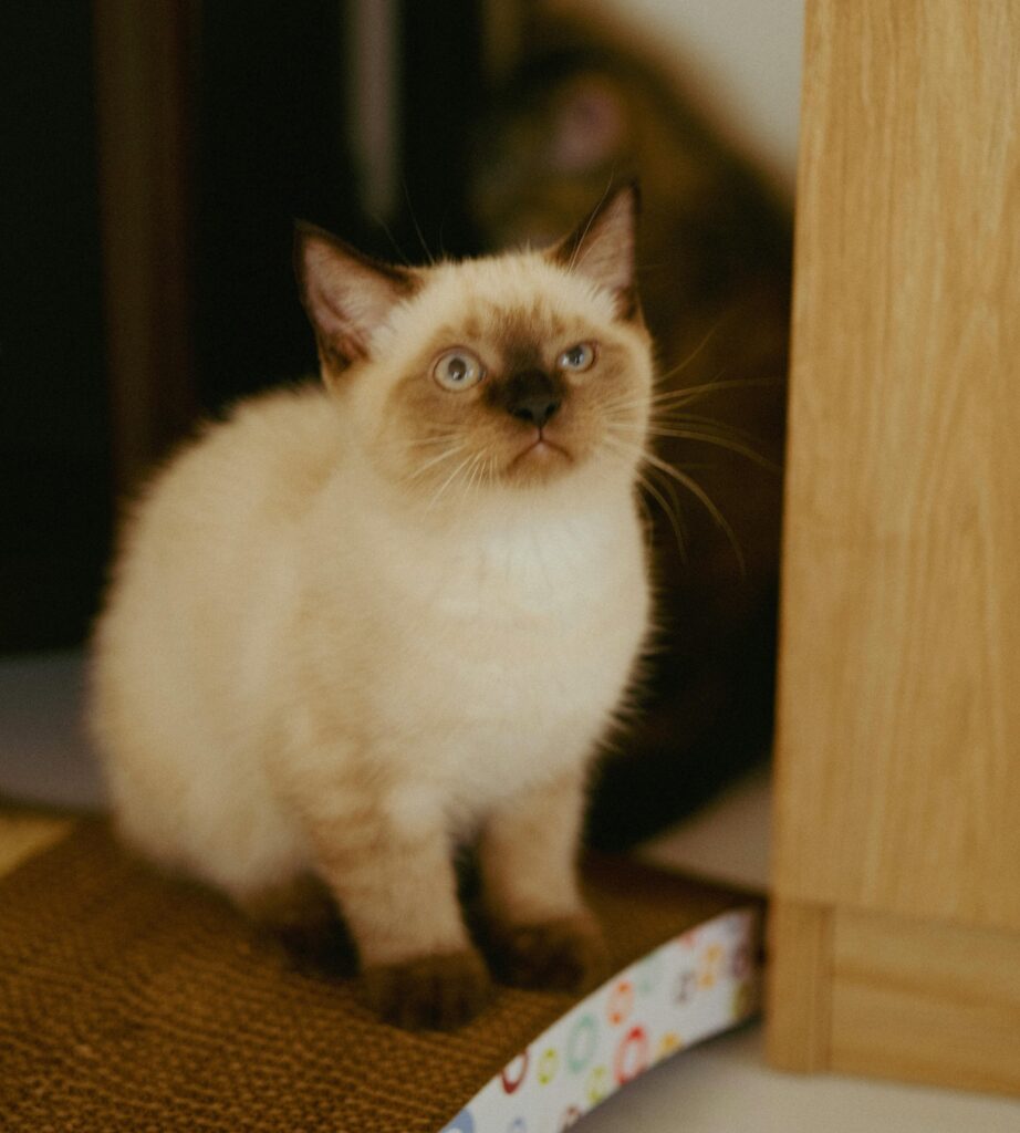 diferencas-entre-gatos-de-pelo-curto-e-pelo-longo