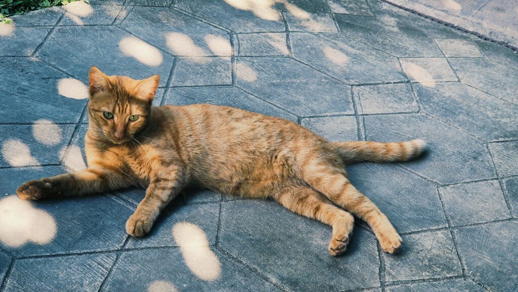 como-fazer-gato-parar-de-marcar-território