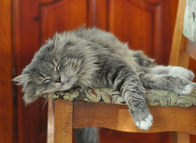 como-fazer-gato-parar-de-marcar-território