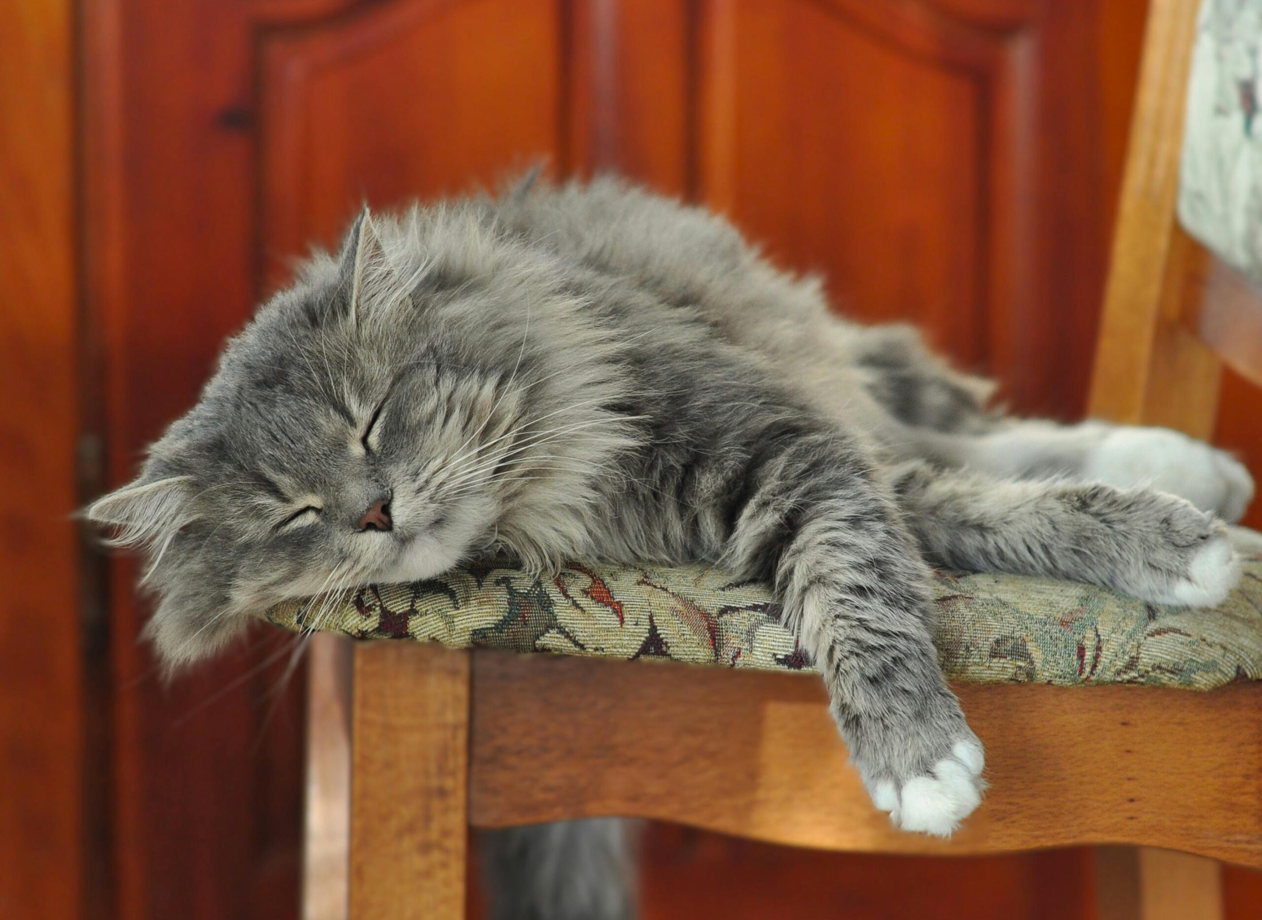 como-fazer-gato-parar-de-marcar-território