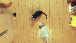 habilidades-dos-gatos