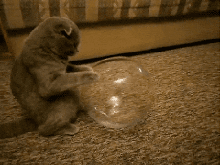porque-os-gatos-ficam-em-lugares-improvaveis