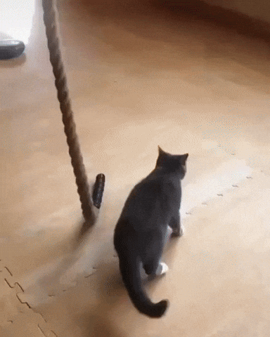 habilidades-dos-gatos