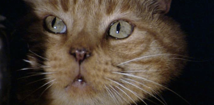 filmes-e-series-com-gatos