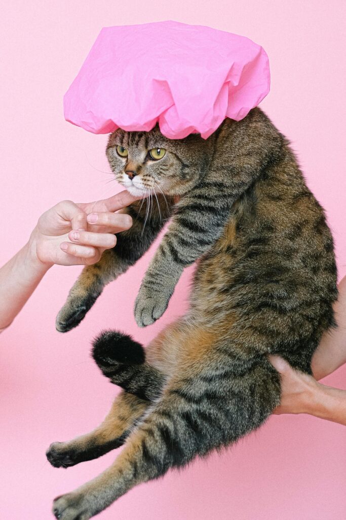 como-limpar-o-gato