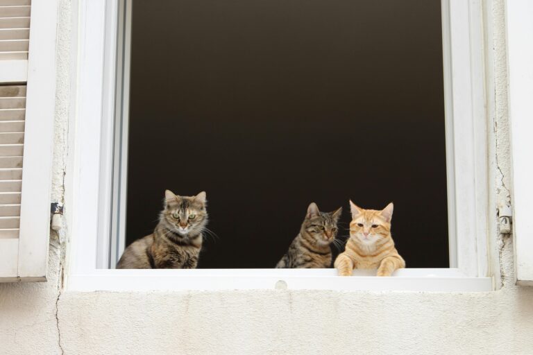 como-manter-a-casa-limpa-com-gatos