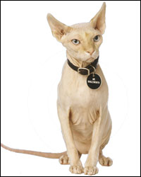 filmes-e-series-com-gatos