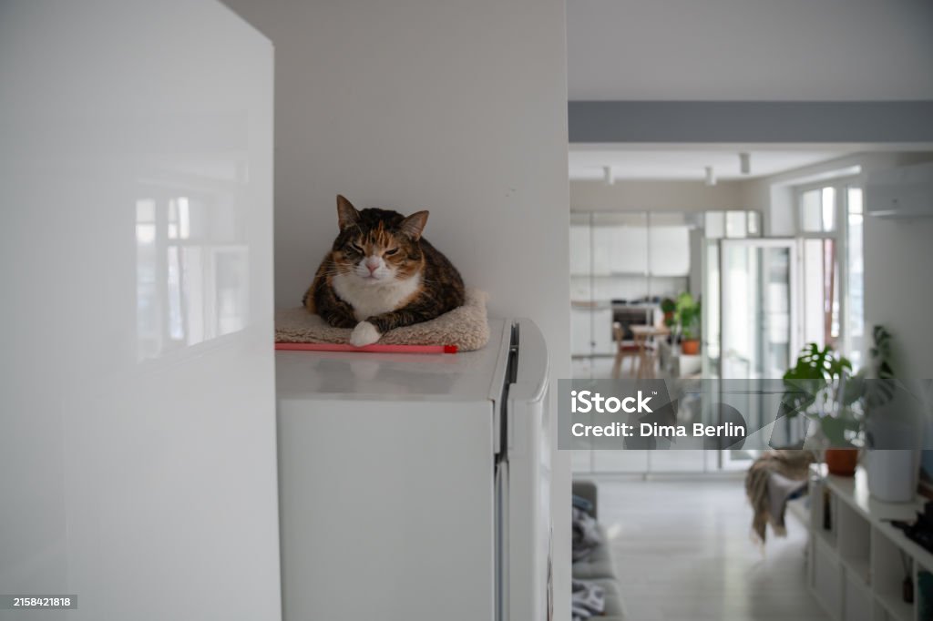 porque-os-gatos-ficam-em-lugares-improvaveis