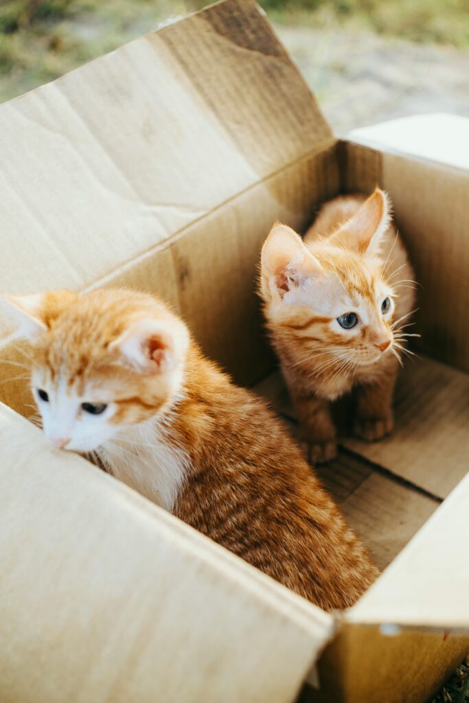 porque-gatos-adoram-caixas
