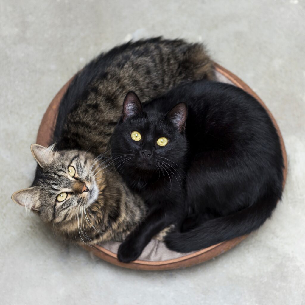 raças-de-gato-exóticas