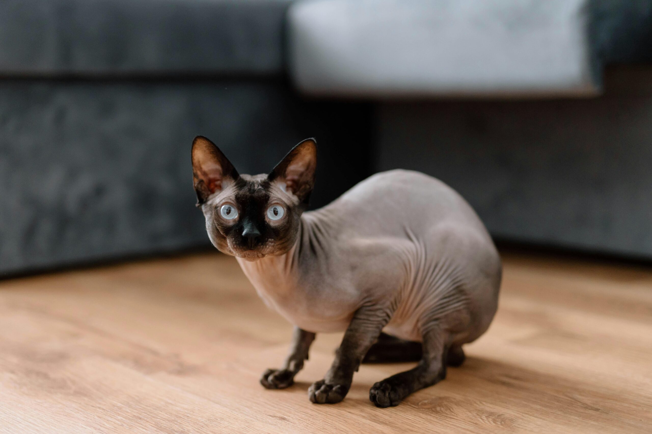 adotar-gato-sphynx