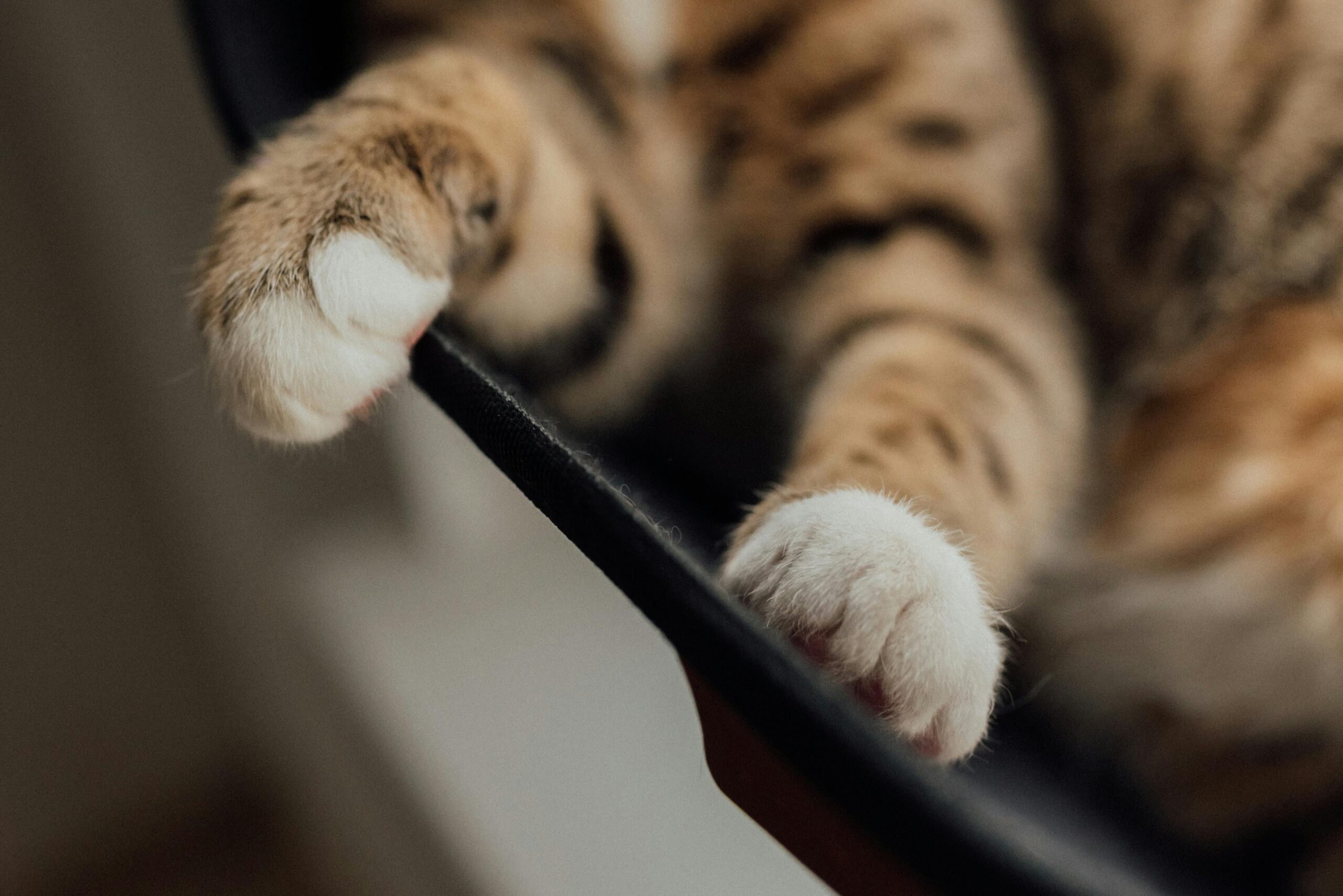 como-cortar-as-unhas-do-gato