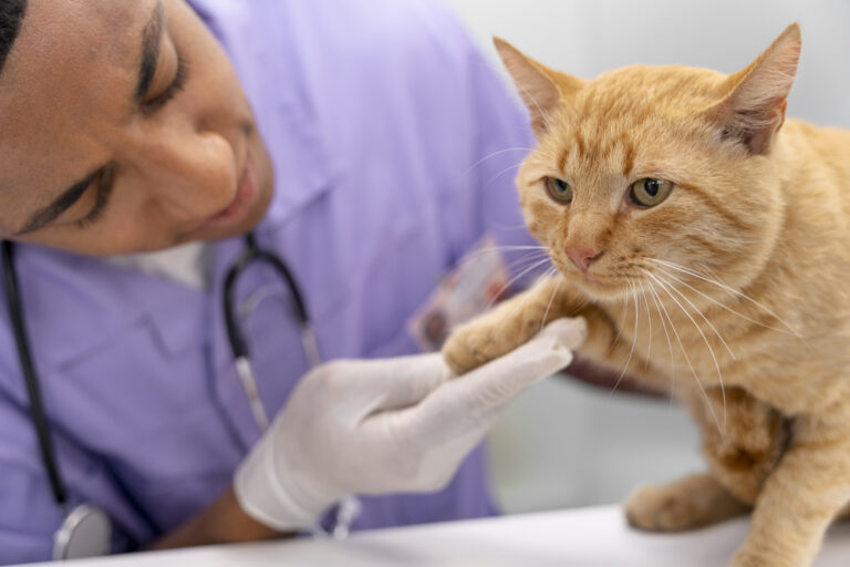a-importancia-do-veterinario