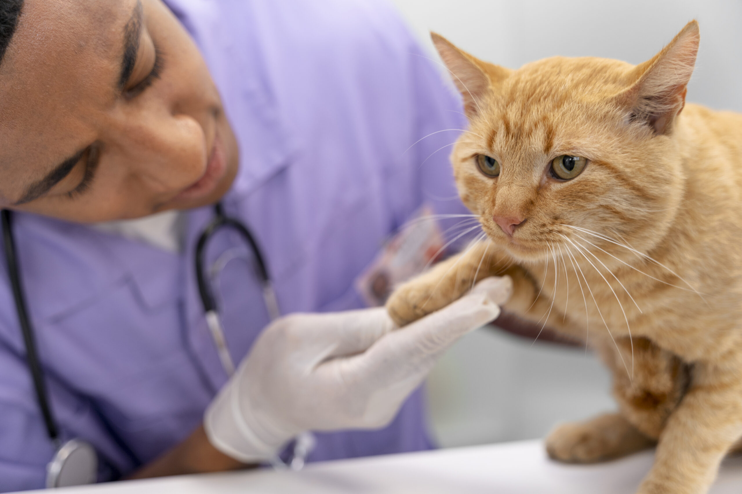 a-importancia-do-veterinario
