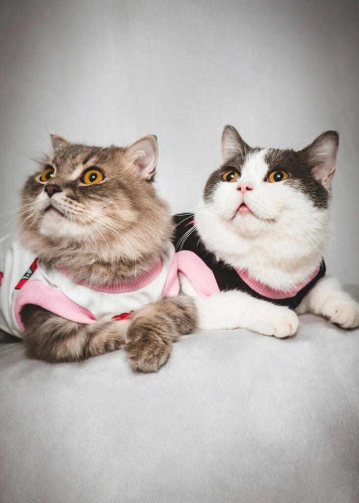 gatos-reconhecem-seus-nomes