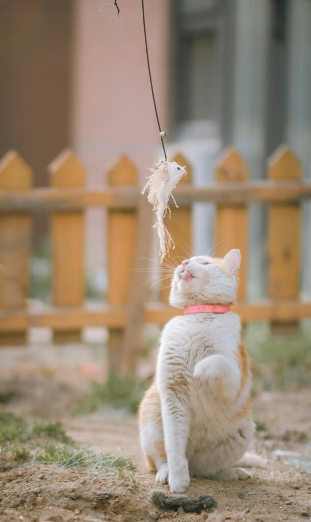 como-criar-brinquedos-para-gatos