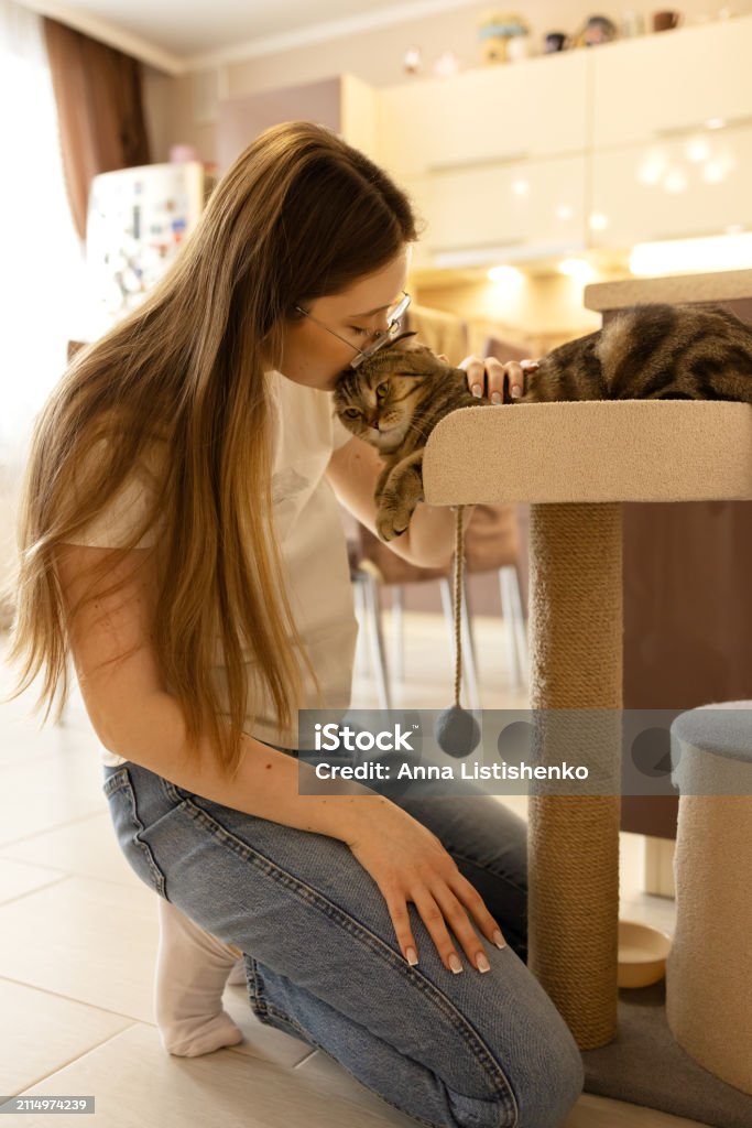 diy-para-gatos