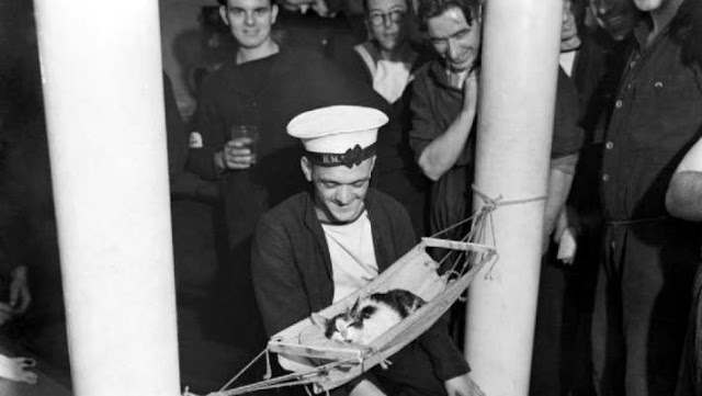 gatos-na-segunda-guerra-mundial