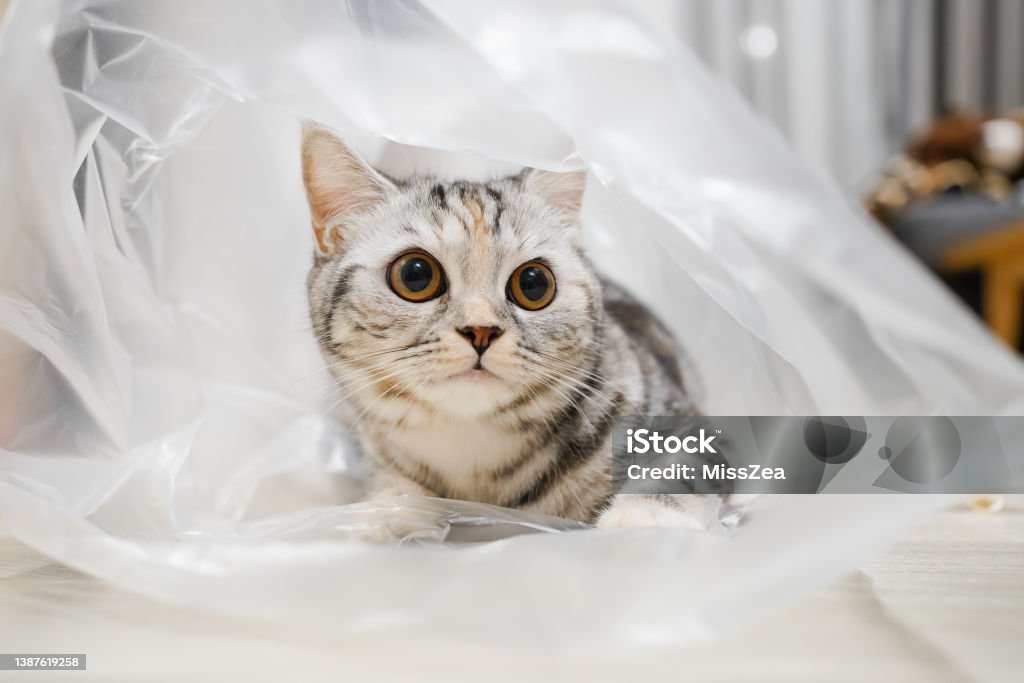 porque-gatos-gostam-de-sacolas