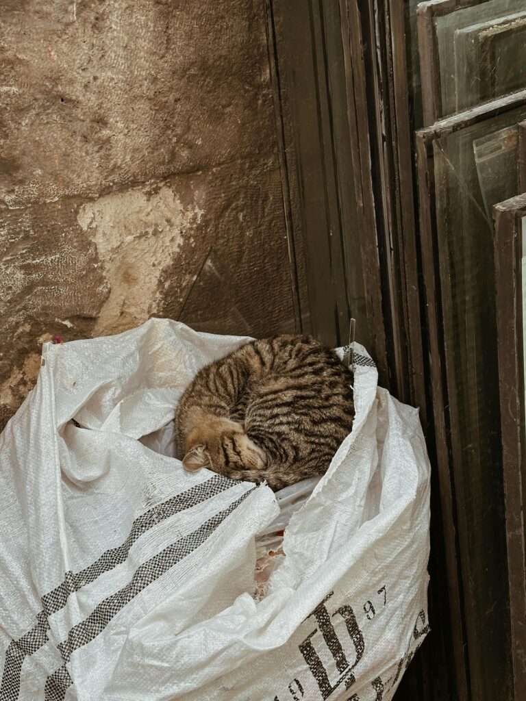 porque-gatos-gostam-de-sacolas