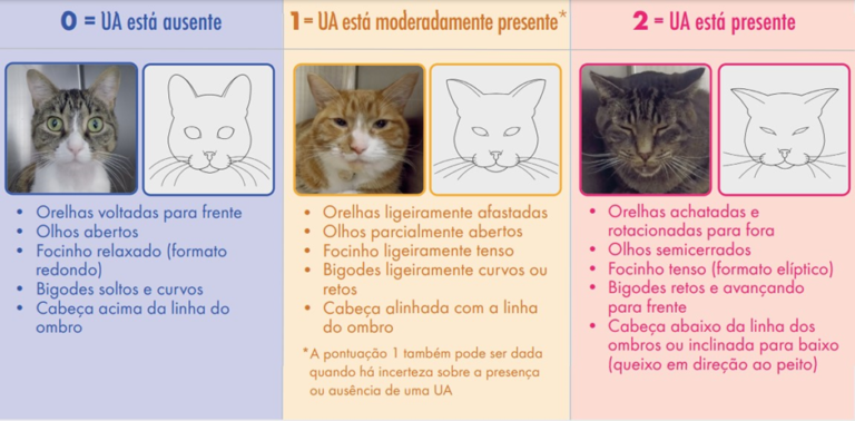 como-saber-se-o-gato-esta-com-dor