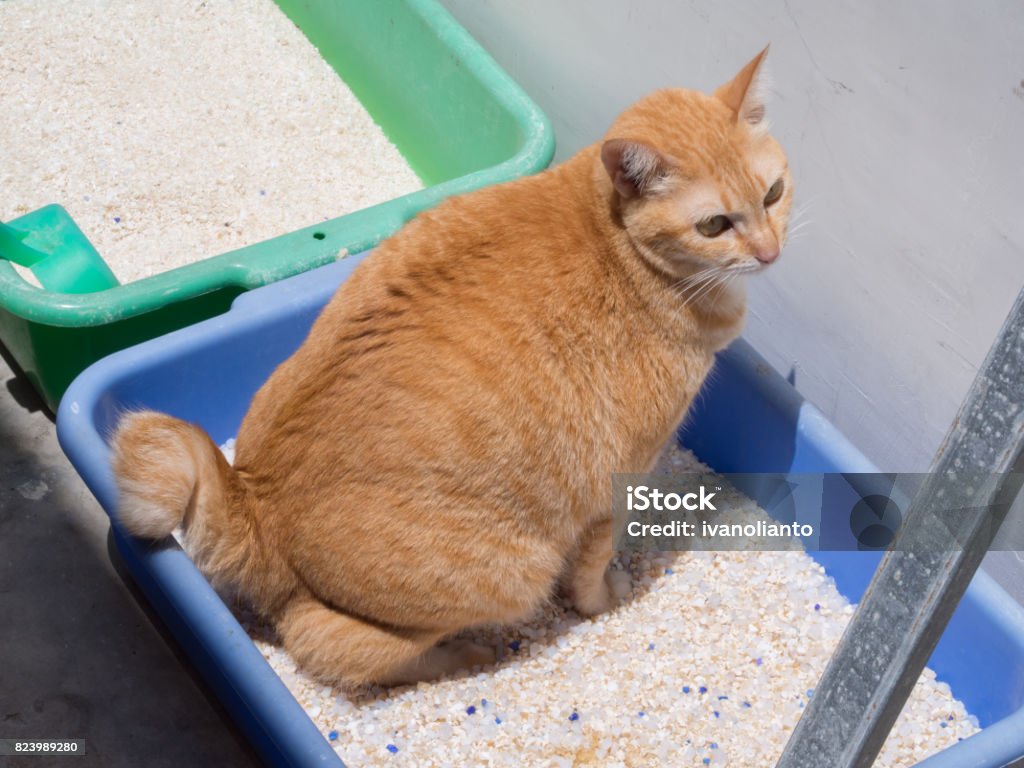 areia-biodegradável-de-gato