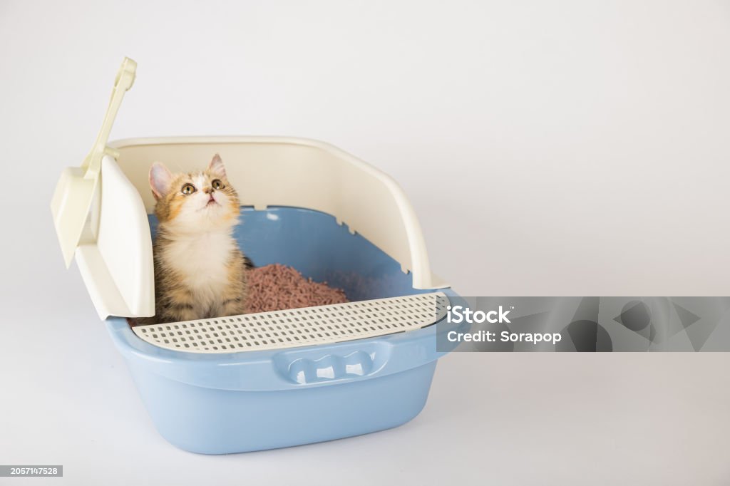 melhor-caixa-de-areia-para-gatos