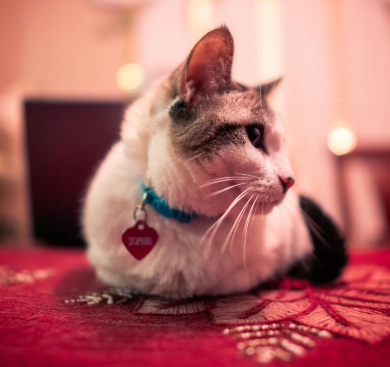 coleiras-para-gatos