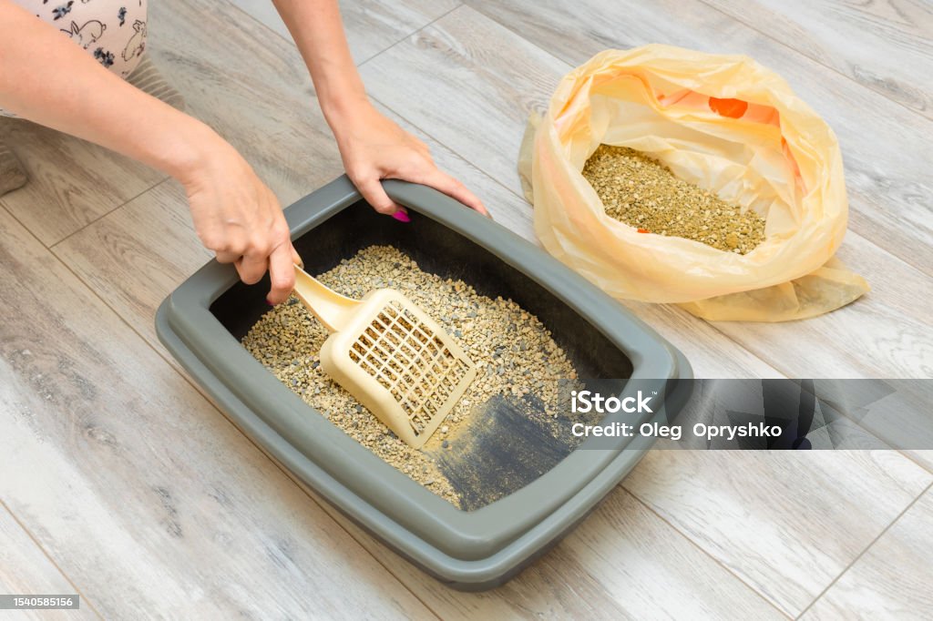 como-limpar-objetos-de-gatos