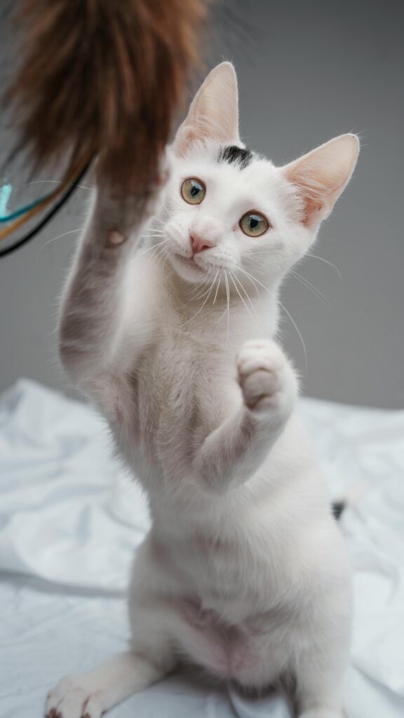 acessórios-para-gatos