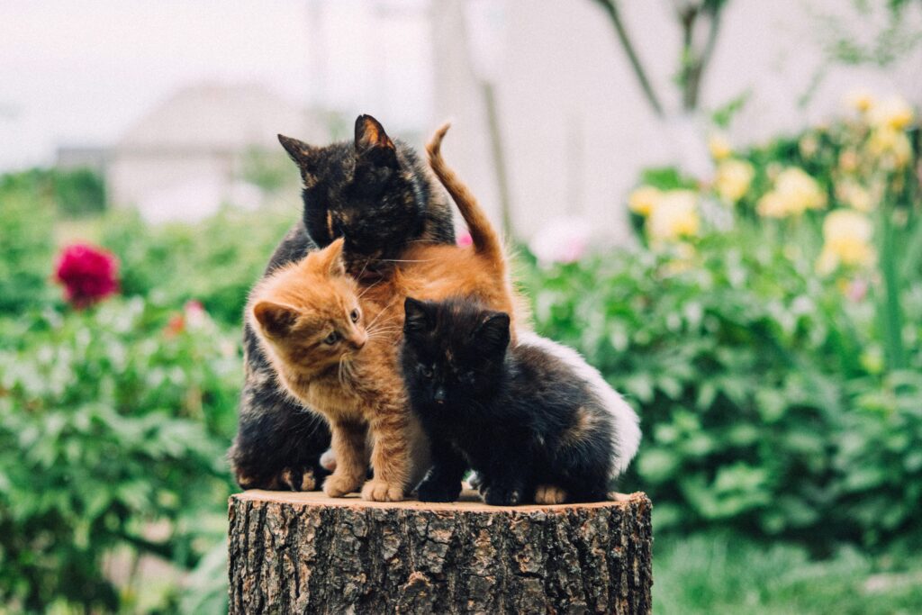 como-socializar-um-gato-filhote