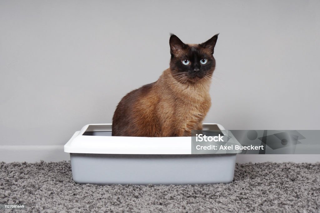 melhor-caixa-de-areia-para-gatos