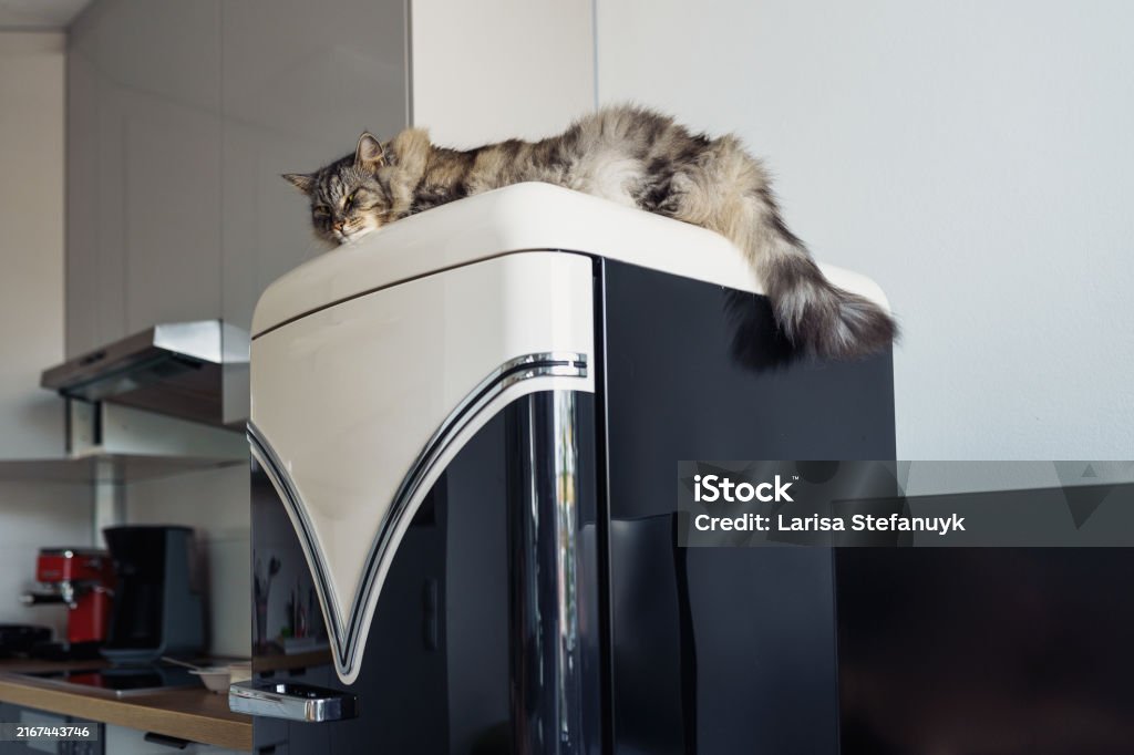 brincadeiras-para-gatos-timidos