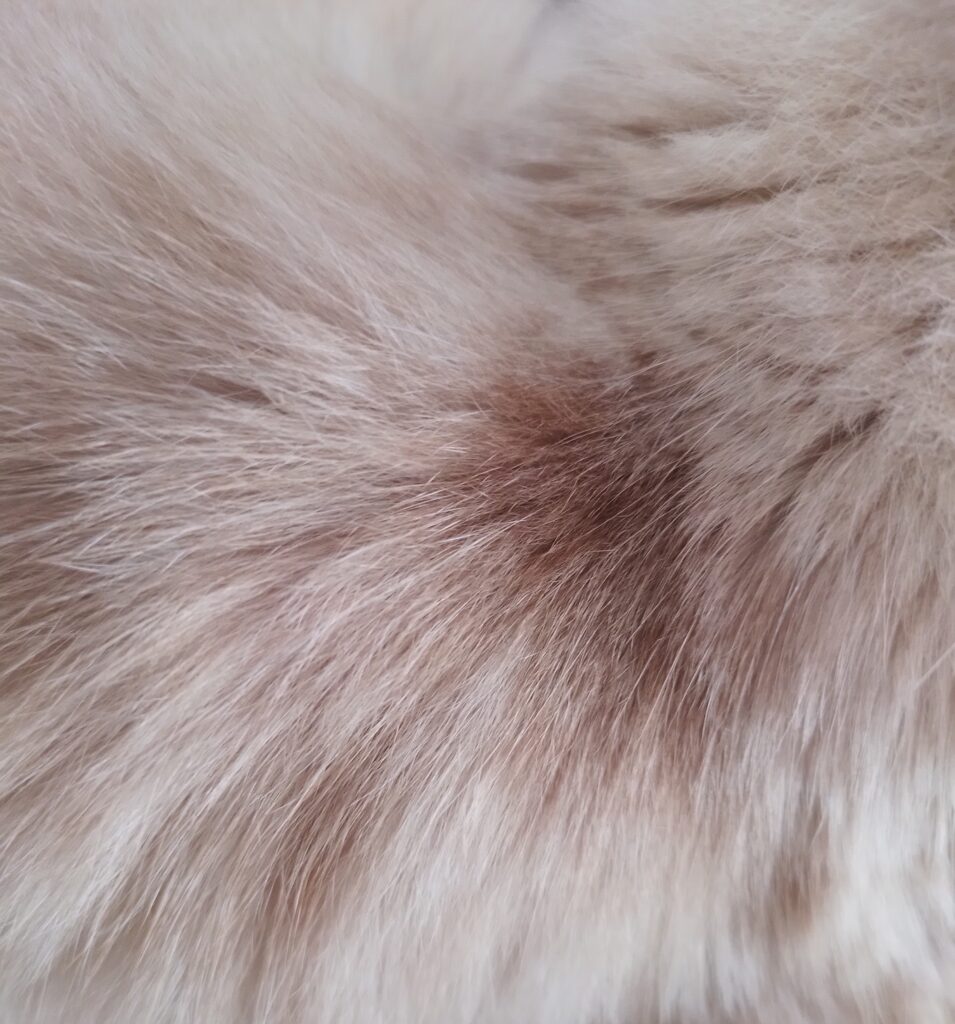 troca-de-pelo-do-gato