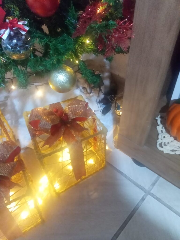 levar-filhote-de-gato-no-veterinário