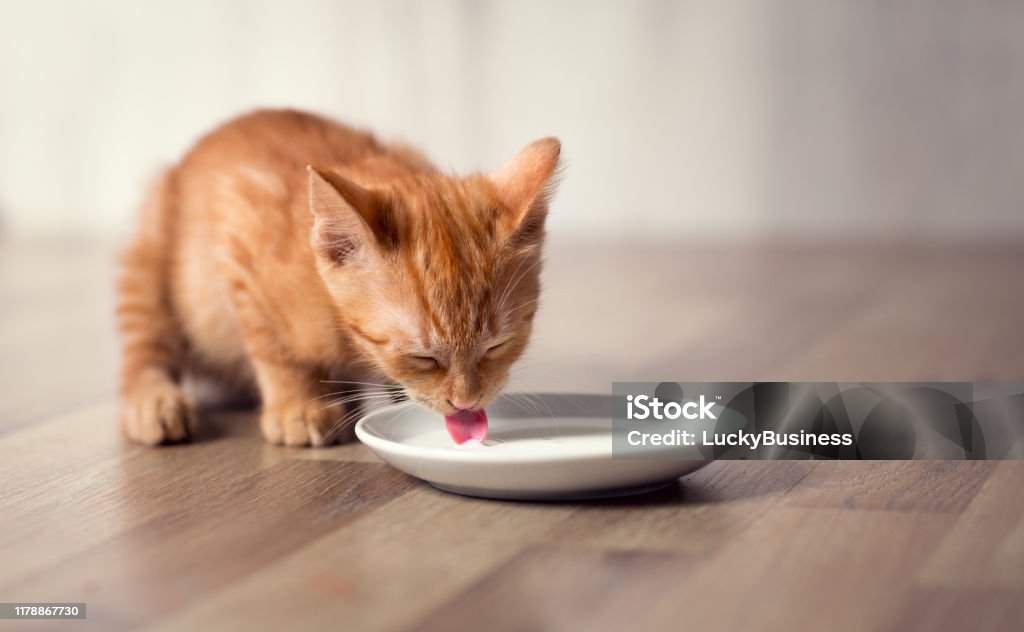 alimentos-tóxicos-para-gatos