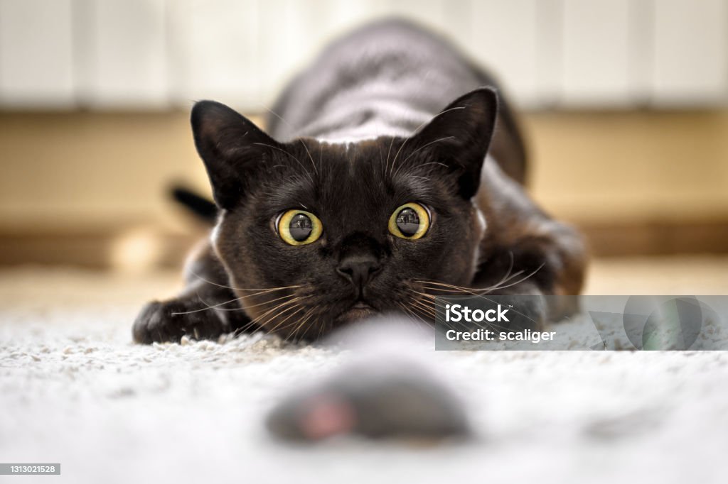 brinquedos-automáticos-para-gatos