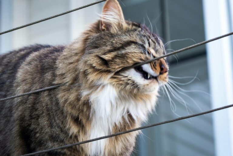 difusor-de-feromônios-para-gatos