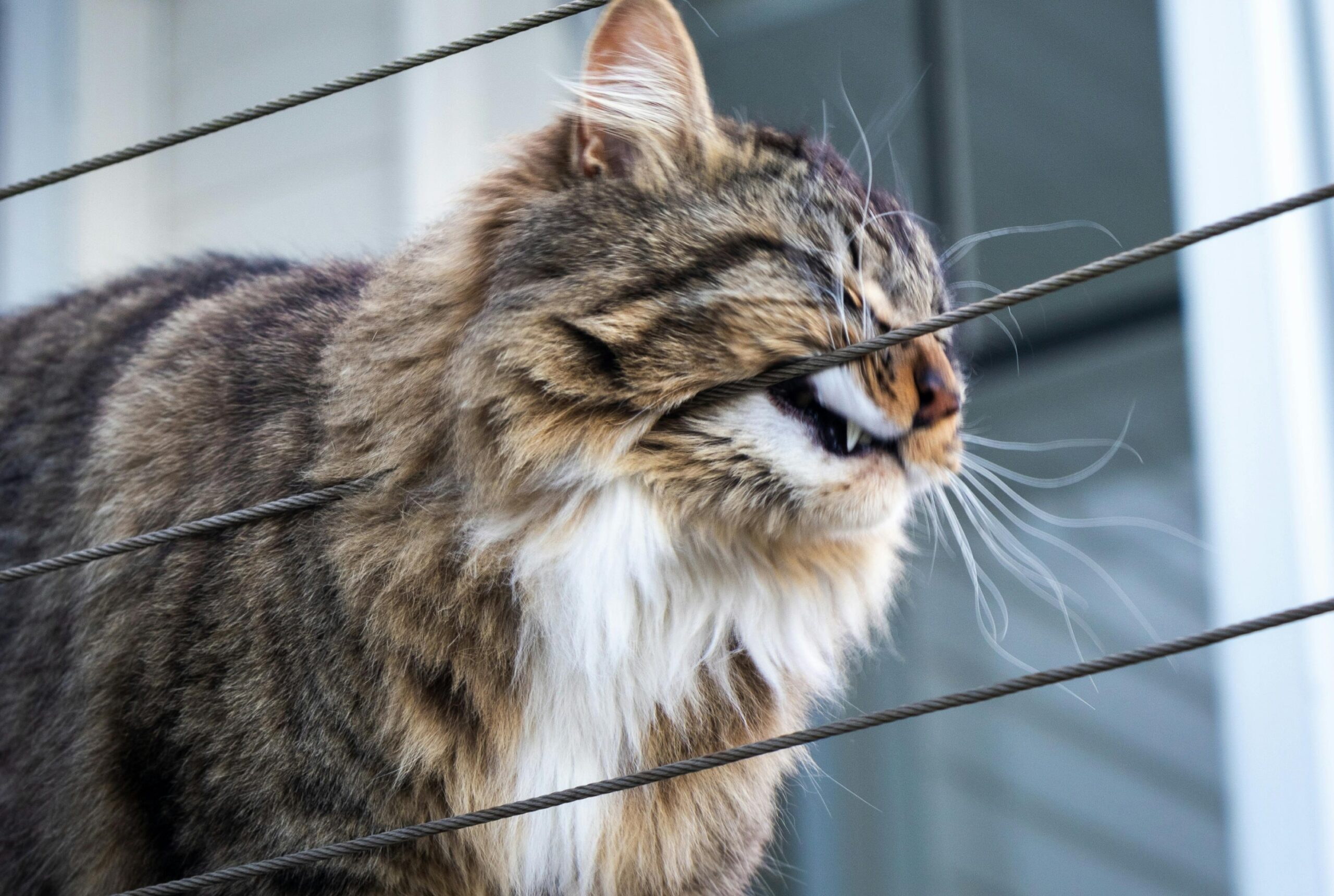 difusor-de-feromônios-para-gatos