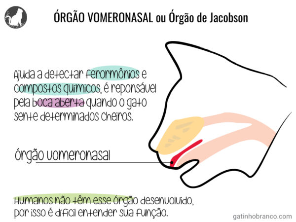 difusor-de-feromônios-para-gatos