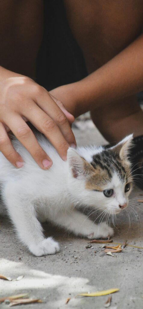 levar-filhote-de-gato-no-veterinário