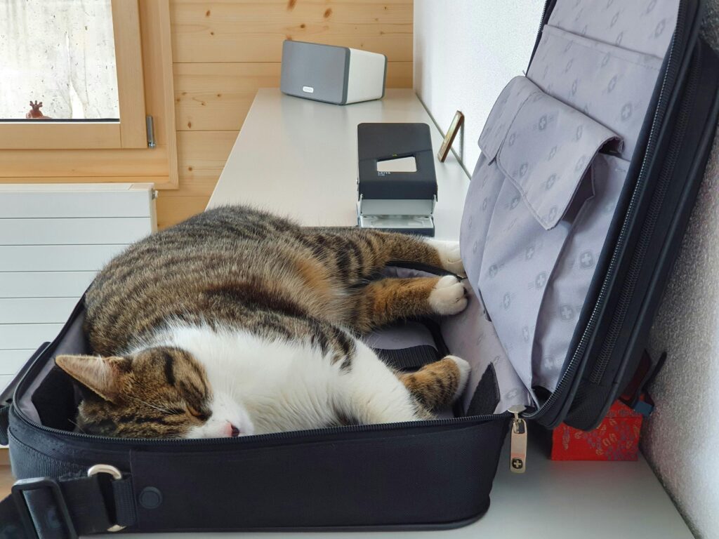 viajar-com-gato