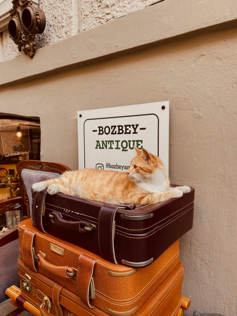 mala-de-viagem-para-gato