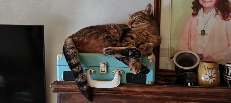 viajar-com-gato