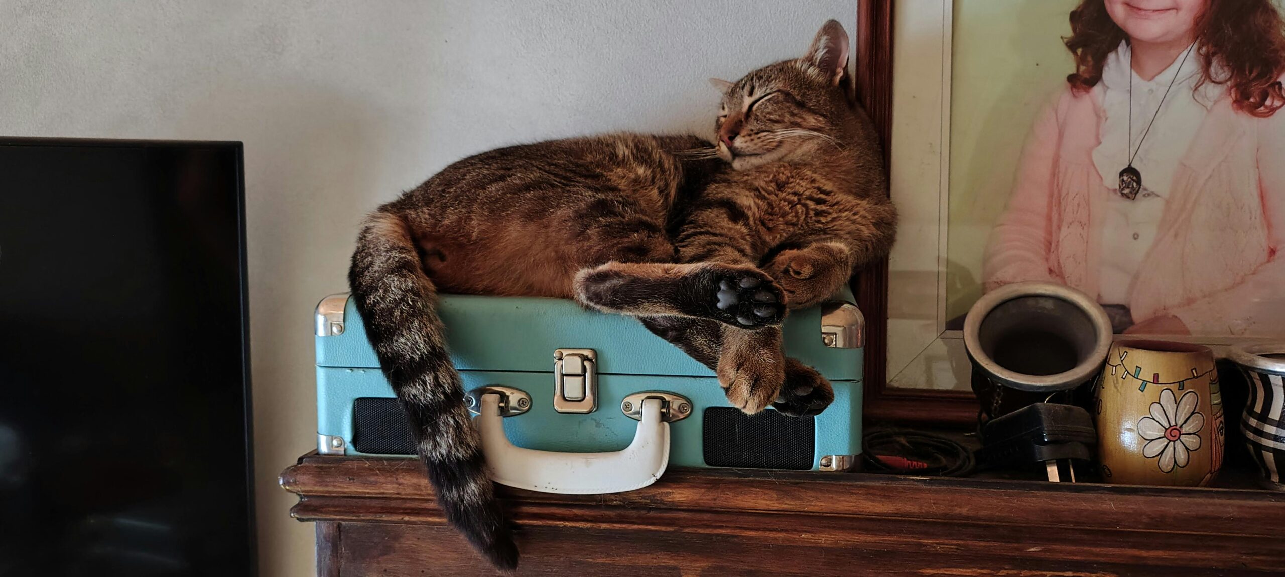 viajar-com-gato